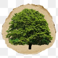 Lush tree  png sticker, ripped paper, transparent background