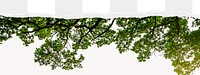 Tree png border sticker on ripped paper transparent background