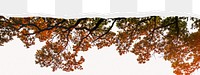 Autumn tree png border sticker on ripped paper transparent background