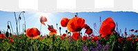 Red poppies png border sticker on ripped paper transparent background