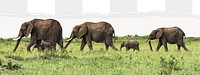 Elephants herd png border sticker on ripped paper transparent background