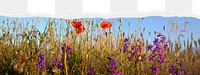 Red poppies png border sticker on ripped paper transparent background