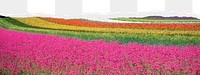 Flower field png border sticker on ripped paper transparent background