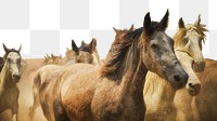 Horses png border sticker on ripped paper transparent background