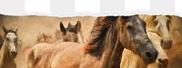 Horses png border sticker on ripped paper transparent background