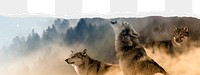 Wolf howling  png border sticker on ripped paper transparent background