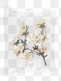 Azalea flowers png plastic bag sticker, Spring concept art on transparent background