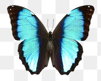 Blue butterfly png sticker, aesthetic insect image on transparent background