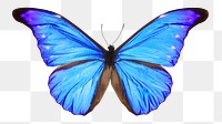 Blue butterfly png sticker, aesthetic insect image on transparent background