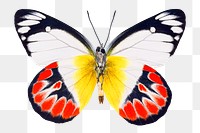 Aesthetic butterfly png sticker, insect image on transparent background