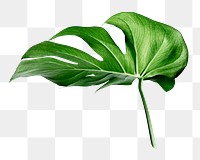 Monstera leaf png sticker, aesthetic plant image on transparent background