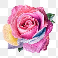 Pink rose png flower sticker, Valentine's image on transparent background