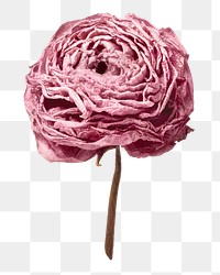 Dry ranunculus png pink flower sticker, aesthetic image on transparent background