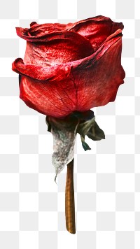 Red rose png flower sticker, Valentine's image on transparent background