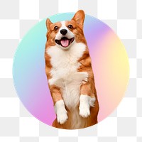 Cute Corgi dog png, round badge, transparent background