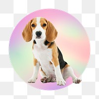 Cute beagle puppy png, round badge, transparent background