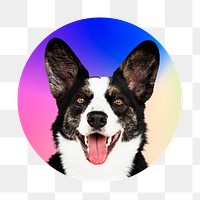 Border collie dog png, round badge, transparent background