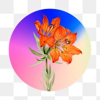 Png Lily flowers on gradient background on gradient shape, round badge in transparent background