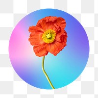 Red flower png on gradient shape, round badge in transparent background