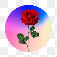 Red rose png on gradient shape, round badge in transparent background