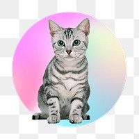 Gray tabby kitten png, round badge, transparent background