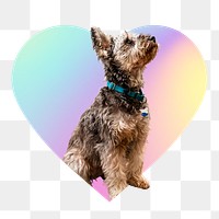 Yorkshire terrier puppy png, heart badge design in transparent background