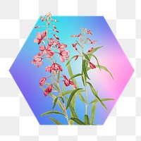 Pink flower png on gradient shape, hexagon badge in transparent background