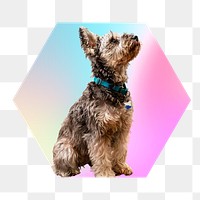 Yorkshire terrier puppy png, hexagon badge in transparent background