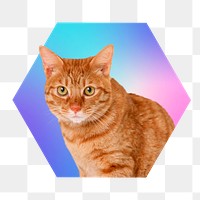 Cute tabby cat png, hexagon badge in transparent background