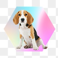 Cute beagle puppy png, hexagon badge in transparent background