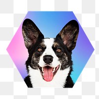 Border collie dog png, hexagon badge in transparent background