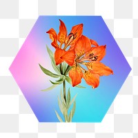 Lily flower png on gradient shape, hexagon badge in transparent background