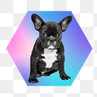 French bulldog png, hexagon badge in transparent background