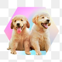 Cute golden retriever puppies, hexagon badge in transparent background