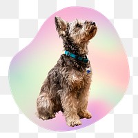 Yorkshire terrier puppy png, transparent background