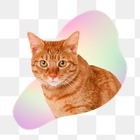 Cute tabby cat png, transparent background