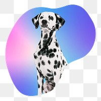 Dalmatian dog png, transparent background