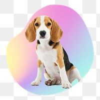 Cute beagle puppy png, transparent background