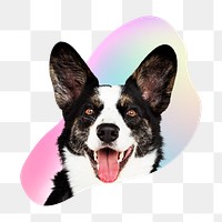Border collie dog png, transparent background