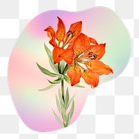 Png Lily flowers on gradient background on gradient shape, transparent background