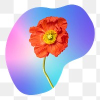 Red flower png on gradient shape, transparent background