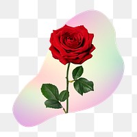 Red rose png  on gradient shape, transparent background