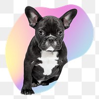 French bulldog png, transparent background
