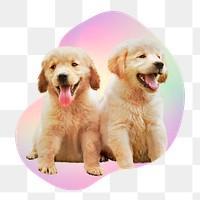 Golden retriever puppies png, transparent background