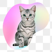 Gray tabby kitten png, transparent background
