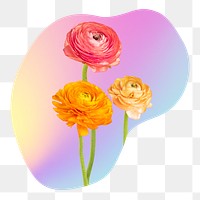 Rose flower png  on gradient shape, transparent background