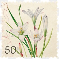 PNG floral postage stamp, aesthetic white atamasco lily collage element, transparent background