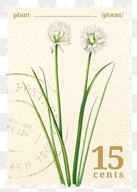 PNG floral postage stamp, aesthetic onion flower collage element, transparent background