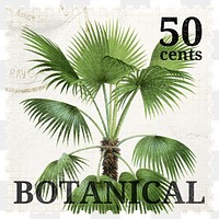 PNG botanical postage stamp, aesthetic palm tree collage element, transparent background