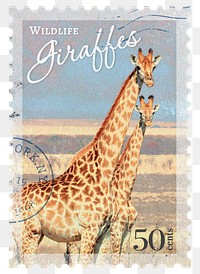 Giraffe png post stamp sticker, transparent background